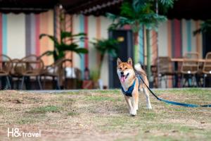 a dog on a leash walking in the grass at H& 彩虹莊園會館 l 寵物友善 l 停車場 in Taitung City