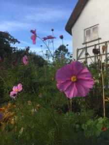 Splatthayes في Buckerell: حقل من الزهور أمام المنزل
