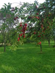 un montón de cerezas rojas en un árbol en un campo en Eco familia en Pojoga