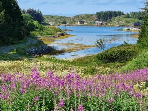 a field of purple flowers next to a river at Vollvaagen Apartments Smøla, boat included in Smøla