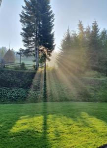 un arbre au milieu d'un champ herbeux avec les rayons du soleil dans l'établissement Cabana Brazilor, à Vatra Dornei