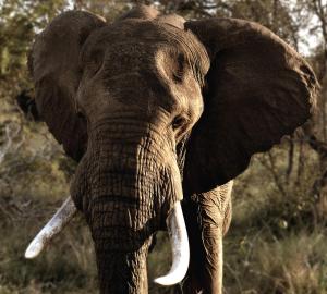 un elefante con colmillos de pie en un campo en Royal Thonga Safari Lodge en Sihangwane