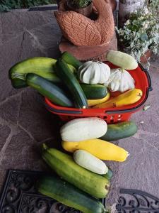 a basket full of cucumbers and other vegetables at Dwór Łabędzie w Kiermusach in Kiermusy
