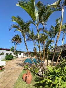 um resort com palmeiras e uma piscina em Hotel El Patio em Garachico mais 37 fotografias