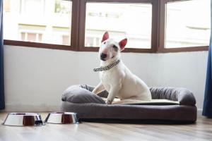 un chien assis sur un banc à côté de deux bols dans l'établissement Casual Inca Porto, à Porto