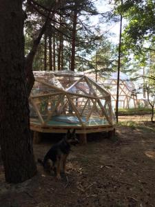 a dog sitting in front of a bed in the woods at Wind Hunters Surf Station in Sosnovyy Bor