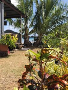 a garden with trees and plants and a house at Toa Lodge Bora Bora in Bora Bora +14 photos
