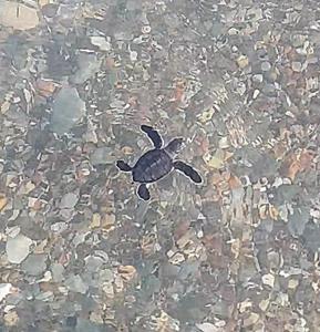 een zeeschildpad die in het water zwemt bij SeaFront family beachouse in Cyprus near Polis in Kato Yialia
