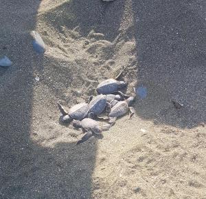 een groep schildpadden die op het strand lopen bij SeaFront family beachouse in Cyprus near Polis in Kato Yialia
