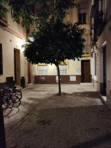 un árbol en medio de un patio con un edificio en Apartamento Pastora Sevilla, en Sevilla