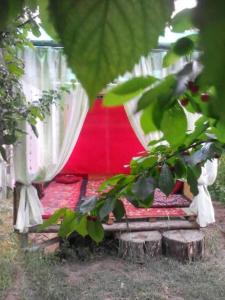 ein rotes Zelt mit weißen Vorhängen und einem Baum in der Unterkunft Guest House Dinara in Kaji-Say
