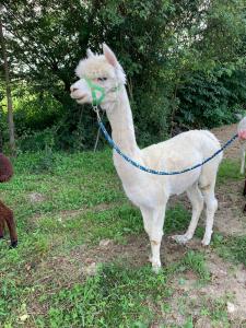 キツェック・イム・ザウザルにあるGästehaus Ulblのギャラリーの写真