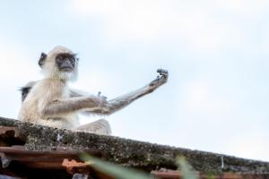 Altri animali domestici presso l'affittacamere o nei dintorni