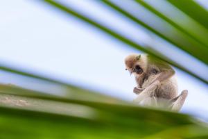 Altri animali domestici presso l'affittacamere o nei dintorni