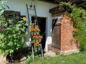 A garden outside Kellerstoeckl-am-veganen-Bio-Lebenshof-nur-fuer-Hundefreunde-empfohlen