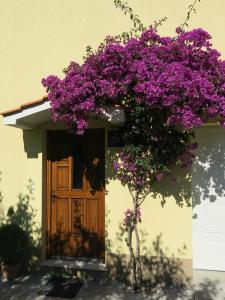Vonkajšia záhrada v ubytovaní Apartments in Trogir