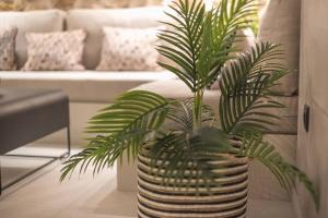 a plant in a vase in a living room at Apollonos 28 Luxury Suites in Athens