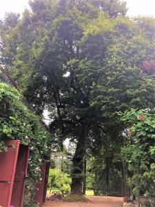 a large tree in the middle of a park at Chambres d'hotes Les Coustilles in Saint-Alvère