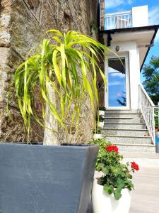 a plant in a pot in front of a house at Villa Anselma, casa compartida in Pontevedra