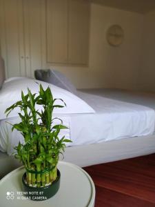 a plant sitting on a table next to a bed at Marechiaro Home Holiday in Vico Equense