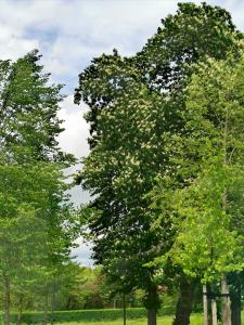 grupa drzew na polu w obiekcie Gästehaus Anglerklause w mieście Allstedt