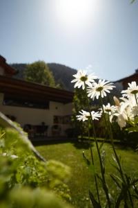 un grupo de flores blancas en un patio en Piltriquitron Lodging, en Sankt Anton am Arlberg