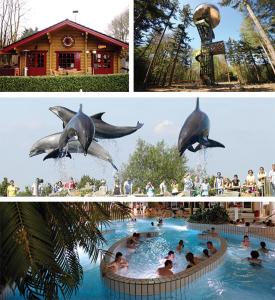 un collage de trois photos d'un dauphin dans une piscine dans l'établissement Luxe Chalet 146, à Putten