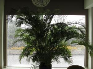 a palm tree sitting in front of a window at Cathrin Hotel in Faliraki