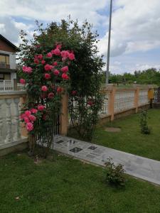 un arbusto con rosas rosas en una valla en Apartmani Astra en Vukovar