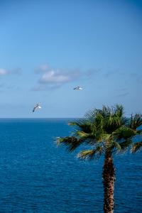a palm tree and a bird flying over the ocean at Excelsior Palace Portofino Coast in Rapallo