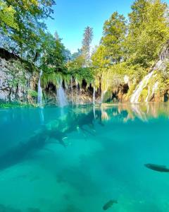 a group of sharks swimming in the water near a waterfall at PLITVICE FAIRYTALE in Plitvička Jezera