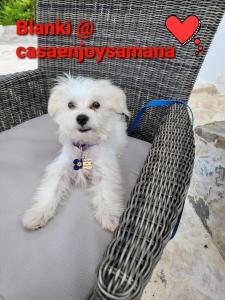 a small white dog sitting on a chair at casaenjoysamana in Los Naranjos
