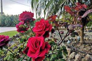 Giardino di Fiore di Rodi - Private Pool, Jacuzzi and Barbecue