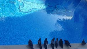 Bazén v ubytování Ascot Hotel Büyükada nebo v jeho okolí