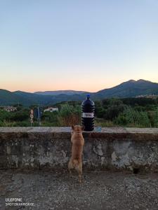 um cão parado numa parede a olhar para o pôr-do-sol em casa Luciana em Rio nellʼElba