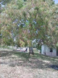 ein großer Baum auf einem Feld neben einem Haus in der Unterkunft Casa vacanze in Bianco