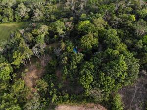 an overhead view of a forest with a blue object in it at Plasencia Estate in Omoa