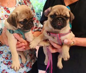two small pug dogs being held by a woman at Korora Bay Village Resort in Coffs Harbour