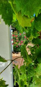 a view of a garden with pink flowers at Hakuna matata in Benagil