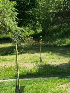 a couple of trees in a field of grass at Appartamento Roero cottage 3 in Alba