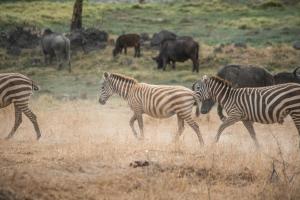 a herd of zebras walking across a dry grass field at Sarova Lion Hill Game Lodge in Nakuru