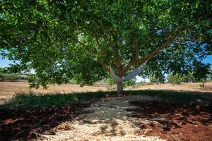 A garden outside WePuglia - Trulli Brillina