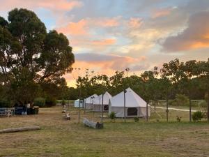 um grupo de tendas num campo ao pôr-do-sol em Boogaloo Camp em Augusta