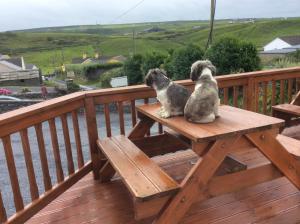Domácí mazlíčci ubytovaní s hosty v ubytování Doolin Lanelodge -Room Only-