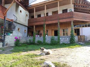 Majutusasutuse Ecohouse Svaneti külastajatega peatuv lemmikloom või lemmikloomad