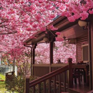 a tree with pink flowers in front of a house at Lala Maple Villa in Hualing