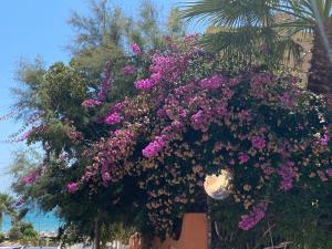 Vonkajšia záhrada v ubytovaní Alicante Apartamento en la Playa Muchavista-San Juan - Marluma frente al Mar