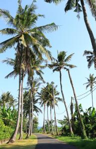 uma estrada ladeada por palmeiras numa praia em Tamu Seseh em Canggu