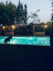 Afbeelding uit fotogalerij van VILLA ELENI in Anavissos +29 foto's