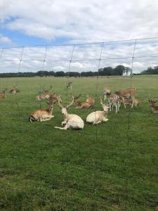 a herd of deer laying in a field behind a fence at Ferienwohnung „Prims“ in Wadern